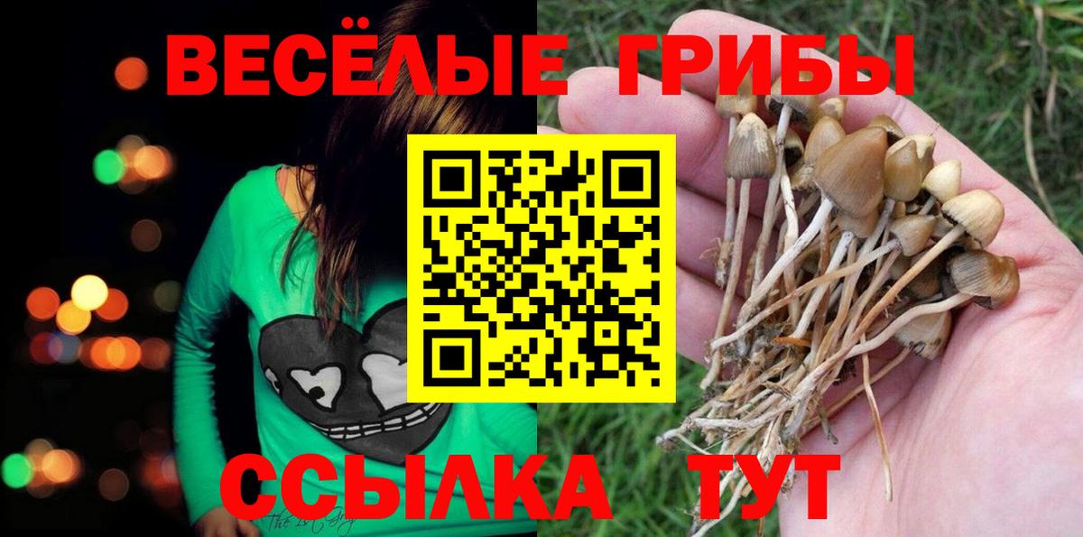 Донской  Псилоцибиновые грибы Cubensis  Вход с VPN  Псилоцибиновые грибы Psilocybe 